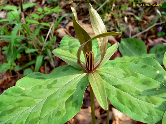 {Trillium freemanii}